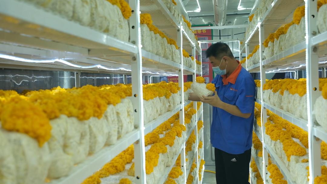 ɽ|fS𡱮a(chn)I(y)ġƼ(wn)a(chn)